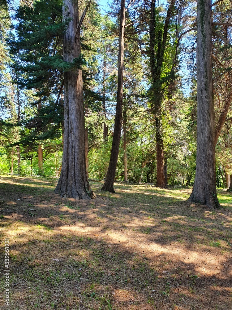 Sochi Arboretum Park, Russia