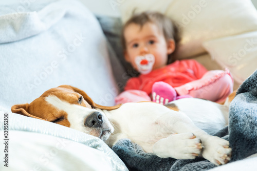 Beagle dog sleeps on couch. Baby Girl In red shirt lying on belly next to him.
