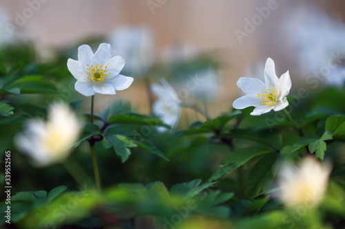 Early spring flower anemone nemorosa on the background of bokeh green grass. Majestic nature wallpaper with forest flowers. Floral springtime. Location place Ukraine  Europe.