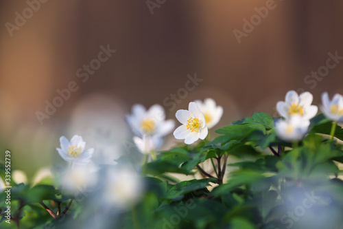 Early spring flower anemone nemorosa on the background of bokeh green grass. Majestic nature wallpaper with forest flowers. Floral springtime. Location place Ukraine, Europe.
