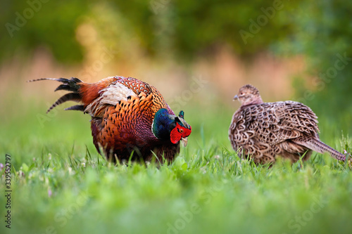 Pair of common pheasant, phasianus colchicus, in courting season in spring nature. Male bird showing affection to female and displaying colorful feathers to impress her. photo