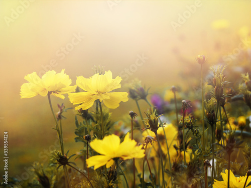 small yellow flower blooming in the morning © pkanchana