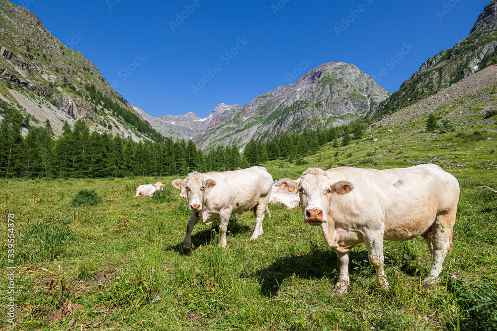 Troupeau de vaches charolaise, vallée du Drac de Champoléon, le Champsaur, Parc national des Écrins, Hautes-Alpes, France
