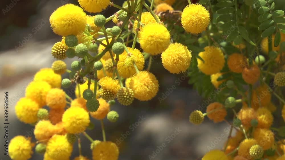 Yellow mimosa flowers on a tree branch. Yellow mimosa flowers on a tree branch.