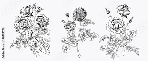 Roses. Blooming garden. Vector illustration.