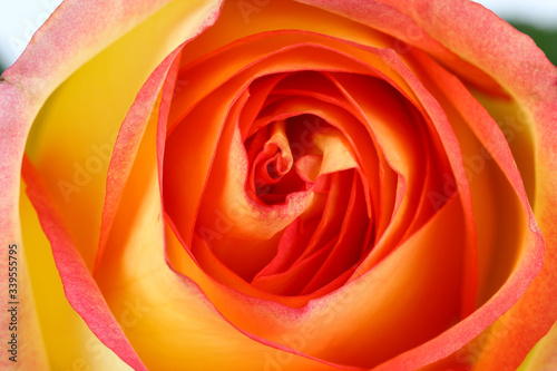 Beautiful orange rose close up
