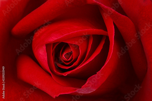 Beautiful red rose close up