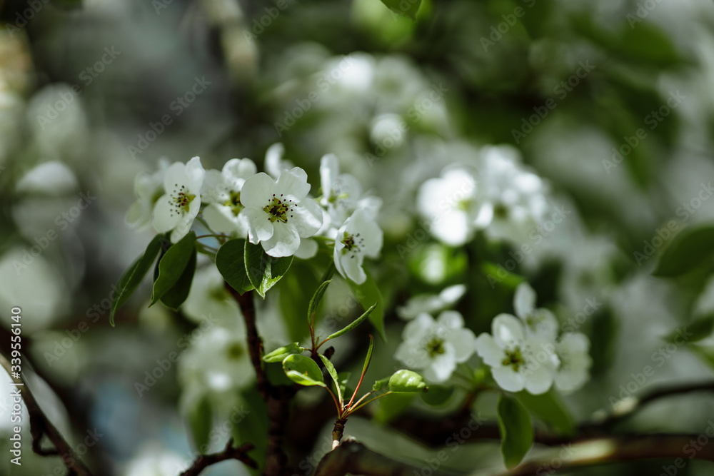 bright flowering tree bright flowering tree