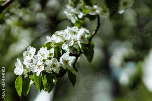 bright flowering tree