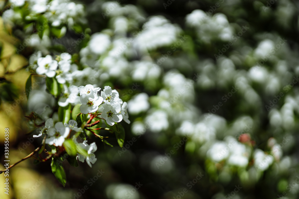bright flowering tree bright flowering tree