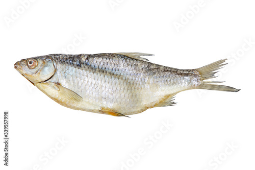 one dried fish on a white background for your design or beer bar menu