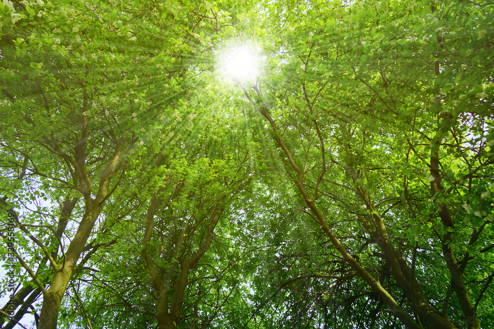 Sonne scheint durch Baumkronen mit dichten Laub im Frühling Sonne scheint durch Baumkronen mit dichten Laub im Frühling