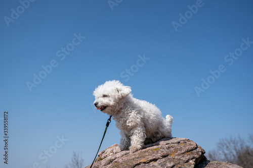 cute bichon frise puppy relaxing on a rock photo