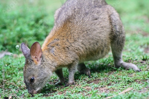kangaroo in the grass