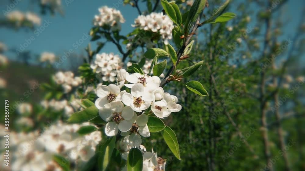 Booming garden on a sunny day macro. Slow motion. A flowering branch of an apple tree sways in the wind. Gardening in spring concept. Tree with white flowers on a blurred background. Blue sky. Booming garden on a sunny day macro. Slow motion. A flowering branch of an apple tree sways in the wind. Gardening in spring concept. Tree with white flowers on a blurred background. Blue sky.