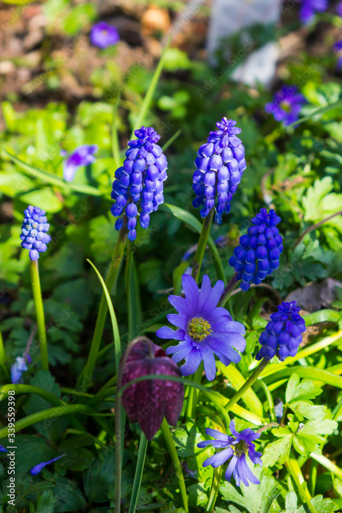 Grape Hyacinths, Muscari, in flower in early spring Grape Hyacinths, Muscari, in flower in early spring