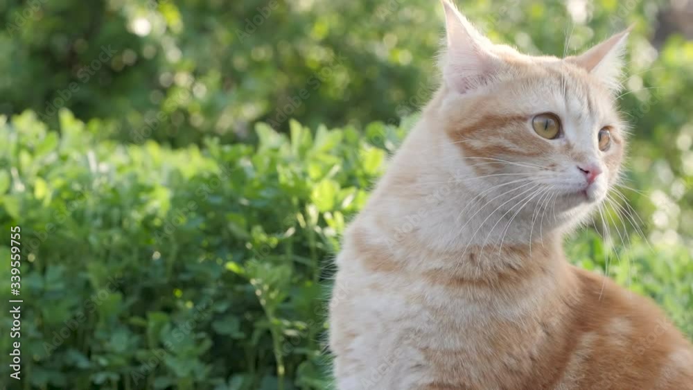 ginger cat sitting in green grass and observing environment, cat walking outdoors, pet hunting on spring nature, moving ears and ready to act, lifestyle of domestic animals ginger cat sitting in green grass and observing environment, cat walking outdoors, pet hunting on spring nature, moving ears and ready to act, lifestyle of domestic animals