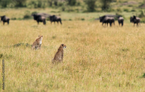 Malaika Cheetah, cub and wildebeests in Masai Mara Grassland