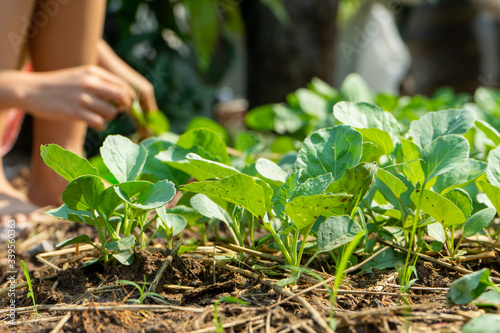 Closeup group of young Chinese brocolies grow in the vegetable garden at backyard of house with blurred girl harvesting in background photo