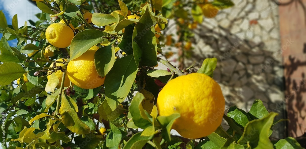 I limoni siciliani spiccano davanti a un muro di pietra in una temperata giornata primaverile I limoni siciliani spiccano davanti a un muro di pietra in una temperata giornata primaverile