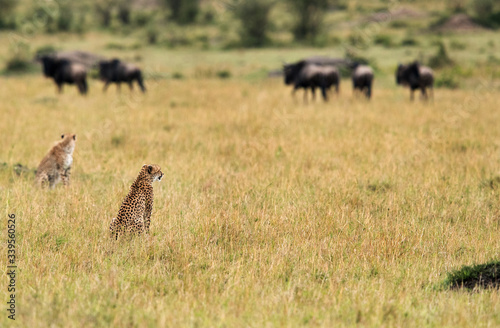 Malaika Cheetah and cub near a wildebeest heard in Masai Mara Grassland