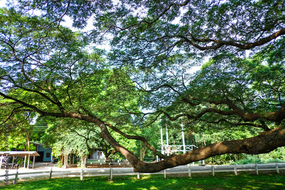 Large tree branches covered with green leaves on the grass. Large tree branches covered with green leaves on the grass.