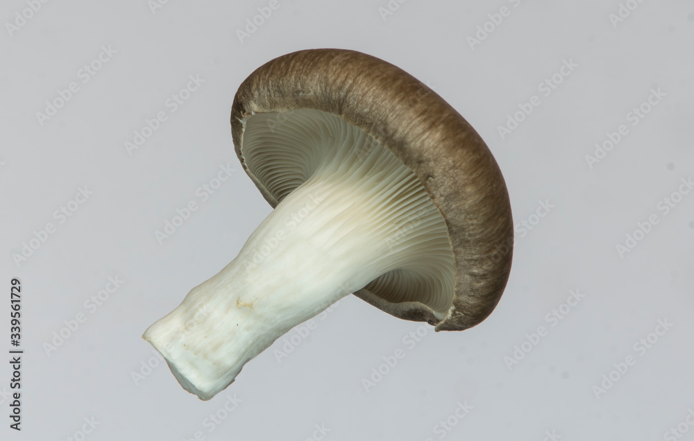 Fototapeta premium Hiratake isolated : A type of japanese mushroom. Champignon. 