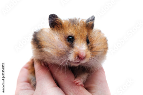 Syrian hamster with full cheeks of food
