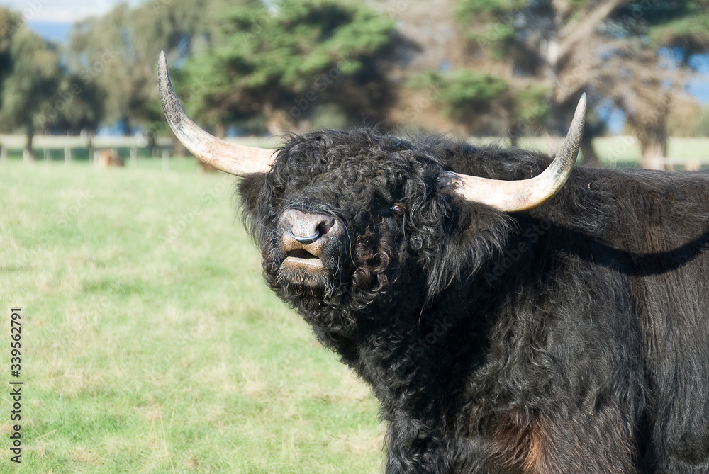 Highland bull cow in a field.