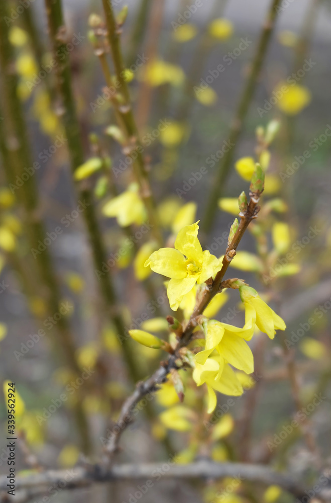 Forsythia blooming in yellow flowers in early spring. Forsythia blooming in yellow flowers in early spring.