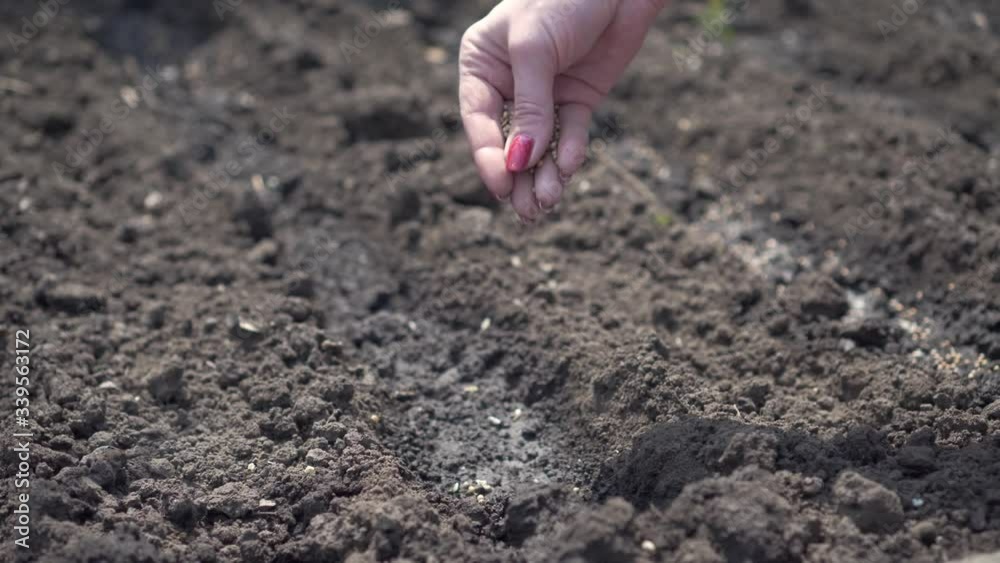 Female hand close-up sows seeds in the ground with a small focus. Cultivation of land, agriculture. The concept of beginning something.