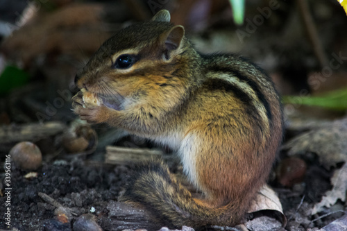 Chipmunk Eating Bread Close Up Wild