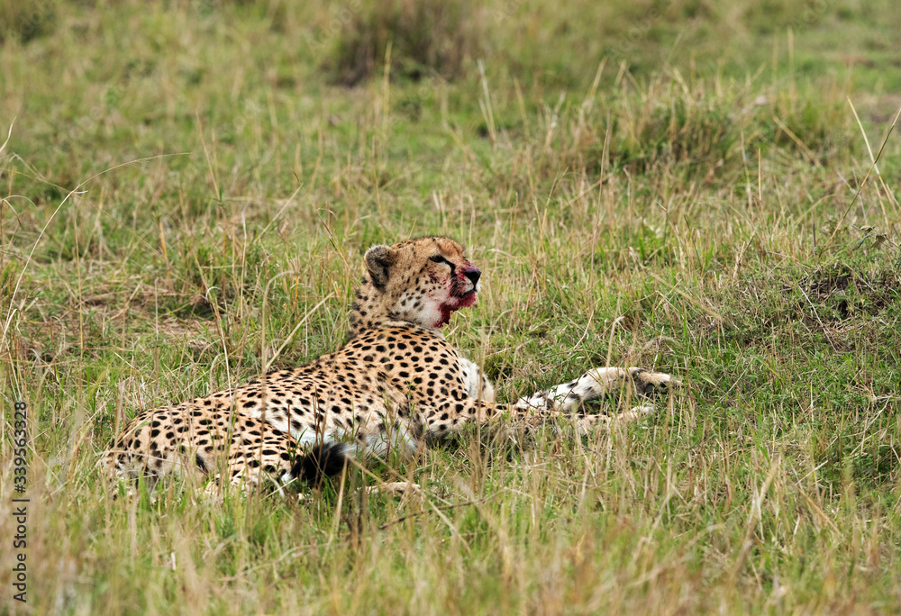 Malaika Cheetah after eating her meal, Masai Mara Malaika Cheetah after eating her meal, Masai Mara