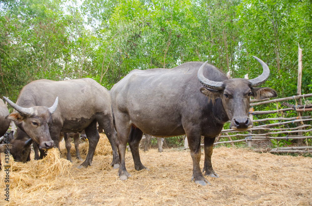 Water buffaloes are eating straw in the stall,Songkhla, Tailand Water buffaloes are eating straw in the stall,Songkhla, Tailand