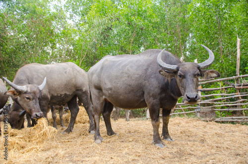 Water buffaloes are eating straw in the stall,Songkhla, Tailand