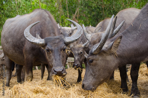 Water buffaloes are eating straw in the stall Songkhla  Tailand