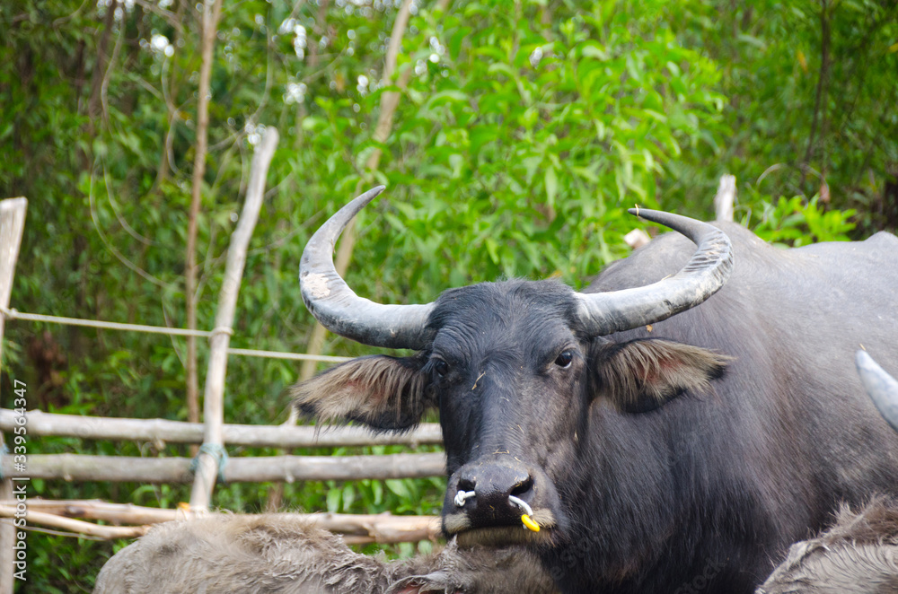 Water buffaloes are eating straw in the stall,Songkhla, Tailand Water buffaloes are eating straw in the stall,Songkhla, Tailand