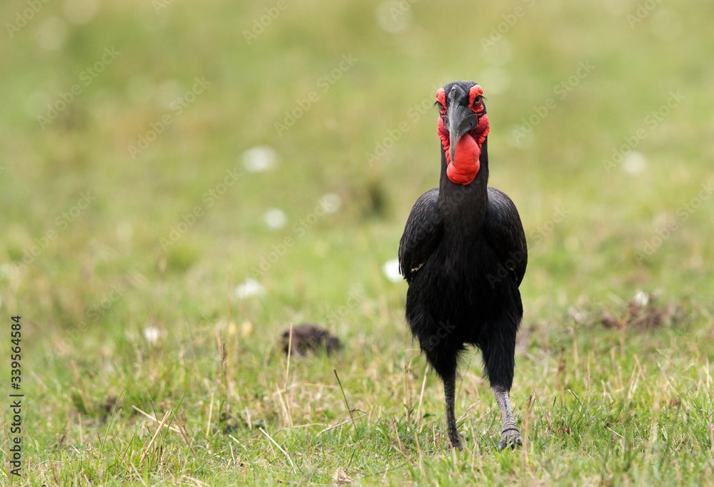Southern ground hornbill walking on the grasses of Mara