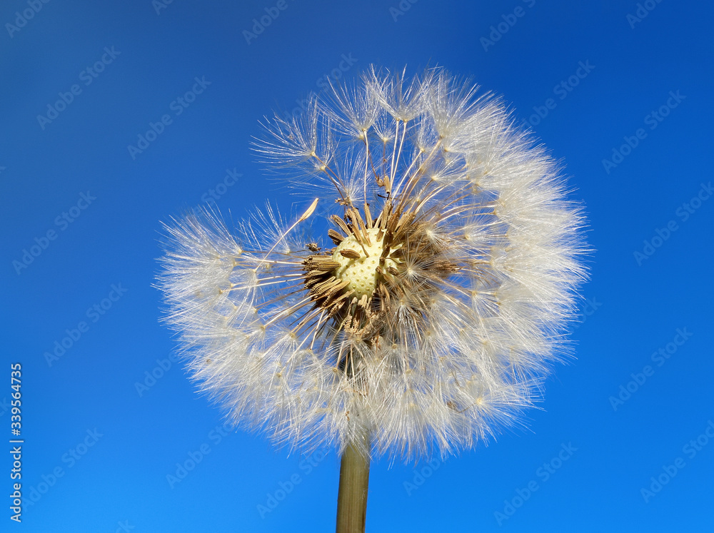 Pusteblume Pusteblume