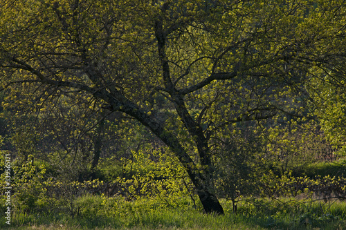 Arbre en forêts avec grandes branches et jeunes feuilles de printemps, Occitanie, France