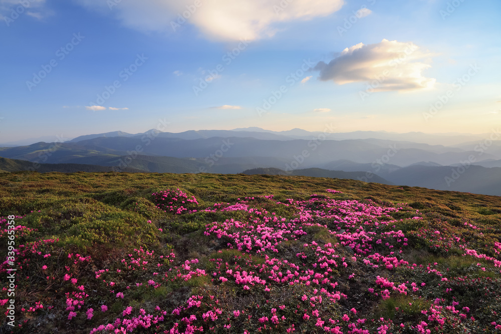 Amazing spring scenery. A lawn covered with flowers of pink rhododendron. Mountain landscape with beautiful sky. The revival of the planet. Location Carpathian mountain, Ukraine, Europe.