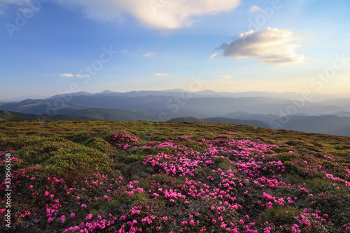 Amazing spring scenery. A lawn covered with flowers of pink rhododendron. Mountain landscape with beautiful sky. The revival of the planet. Location Carpathian mountain, Ukraine, Europe.