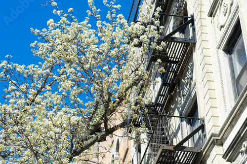 White Flowering Tree during Early Spring next to an Old Residential Building with Fire Escapes