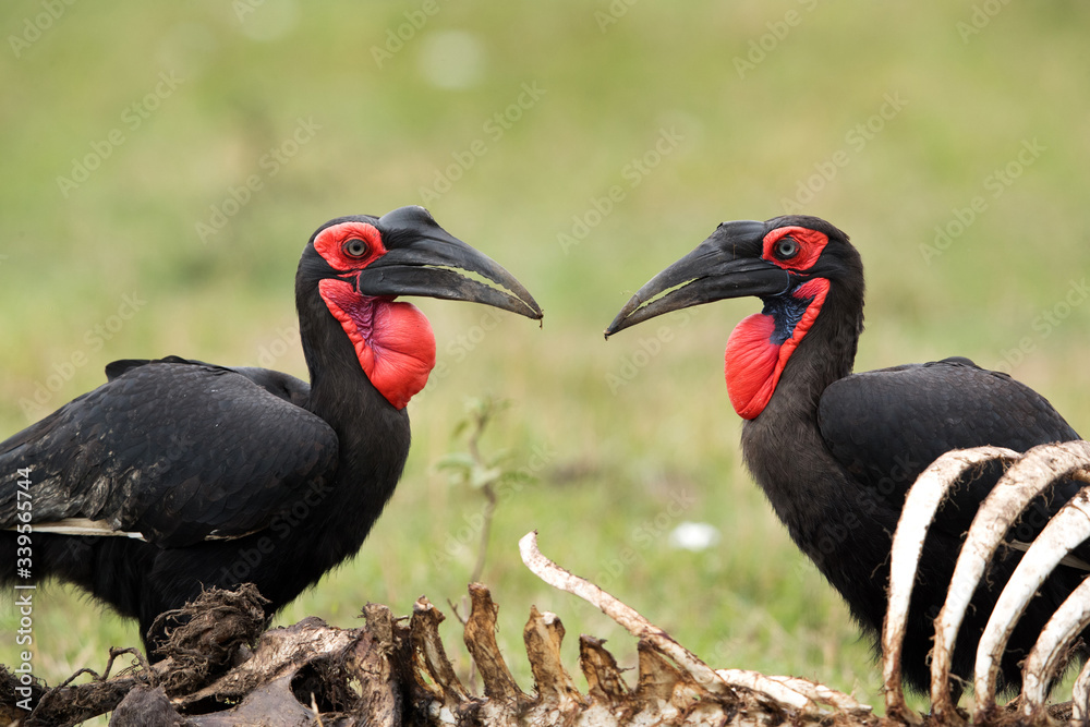 Southern ground hornbills, Masai Mara, Kenya Southern ground hornbills, Masai Mara, Kenya