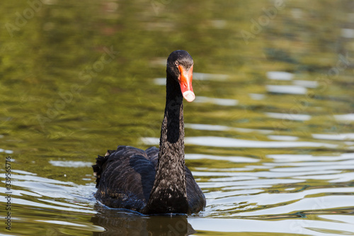 Black swan approaching in a lake