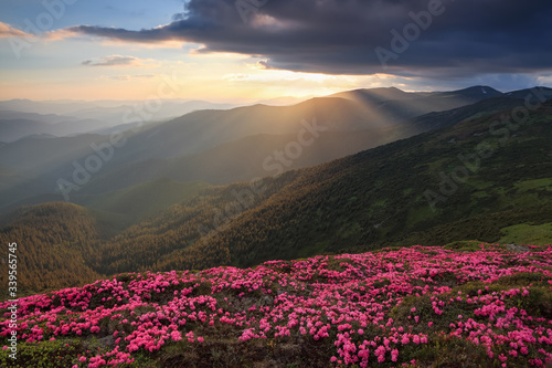 Scenery of the sunset at the high mountains. Amazing spring landscape. A lawn covered with flowers of pink rhododendron. Dramatic sky. The revival of the planet. Location Carpathian  Ukraine  Europe.
