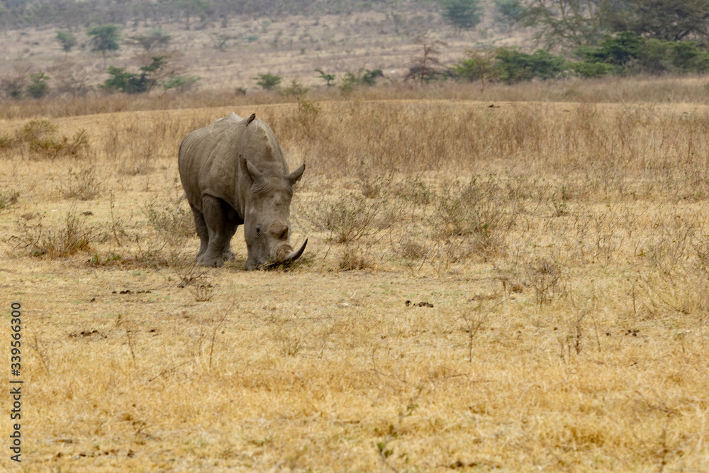 Fototapeta premium Black horned rihinoceros III