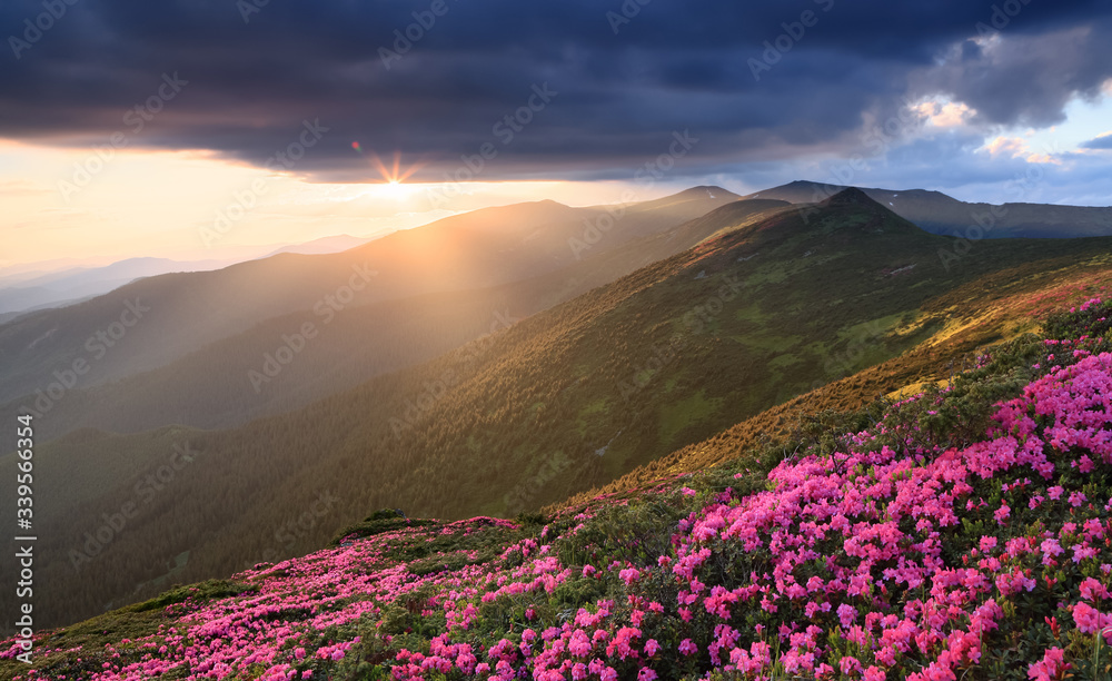 Beautiful sunset with dramatic sky in spring time. The lawns are covered by pink rhododendron flowers. Mountains landscapes. Concept of nature rebirth. Location Carpathian mountain, Ukraine, Europe.