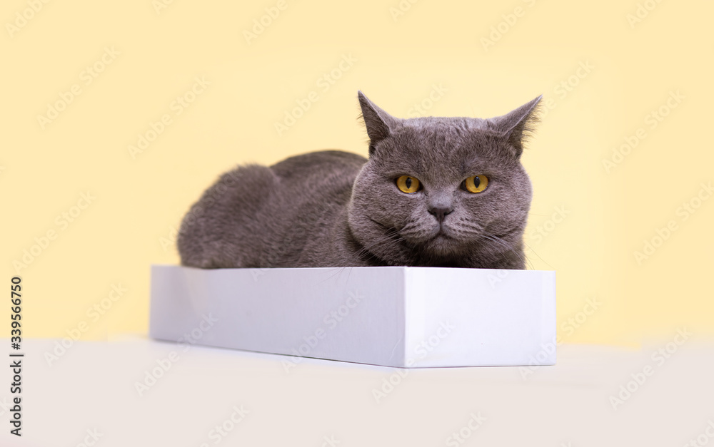 gray british cat lies in a narrow light box on a light background