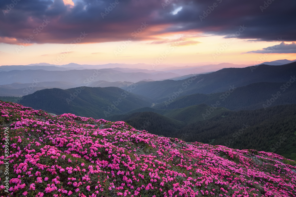 Fototapeta premium Beautiful sunset with dramatic sky in spring time. The lawns are covered by pink rhododendron flowers. Mountains landscapes. Concept of nature rebirth. Location Carpathian mountain, Ukraine, Europe.